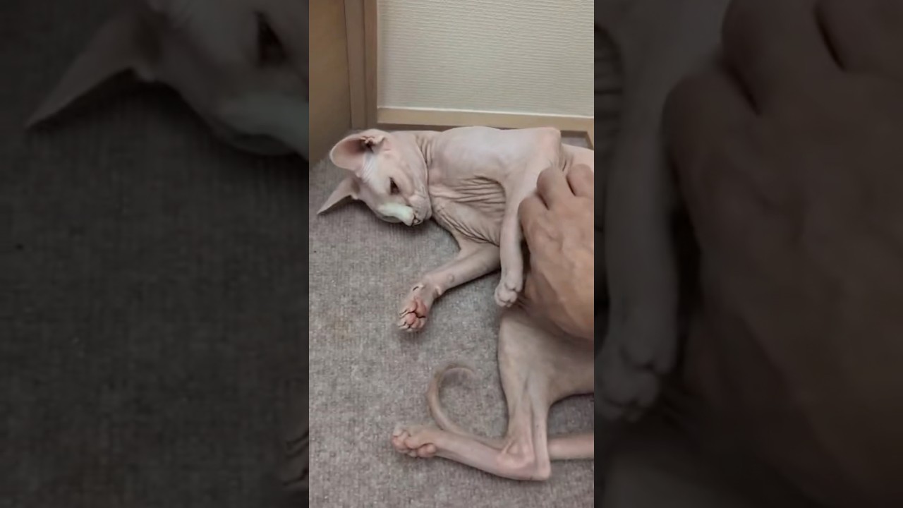 階段で甘える毛のない猫【スフィンクス】