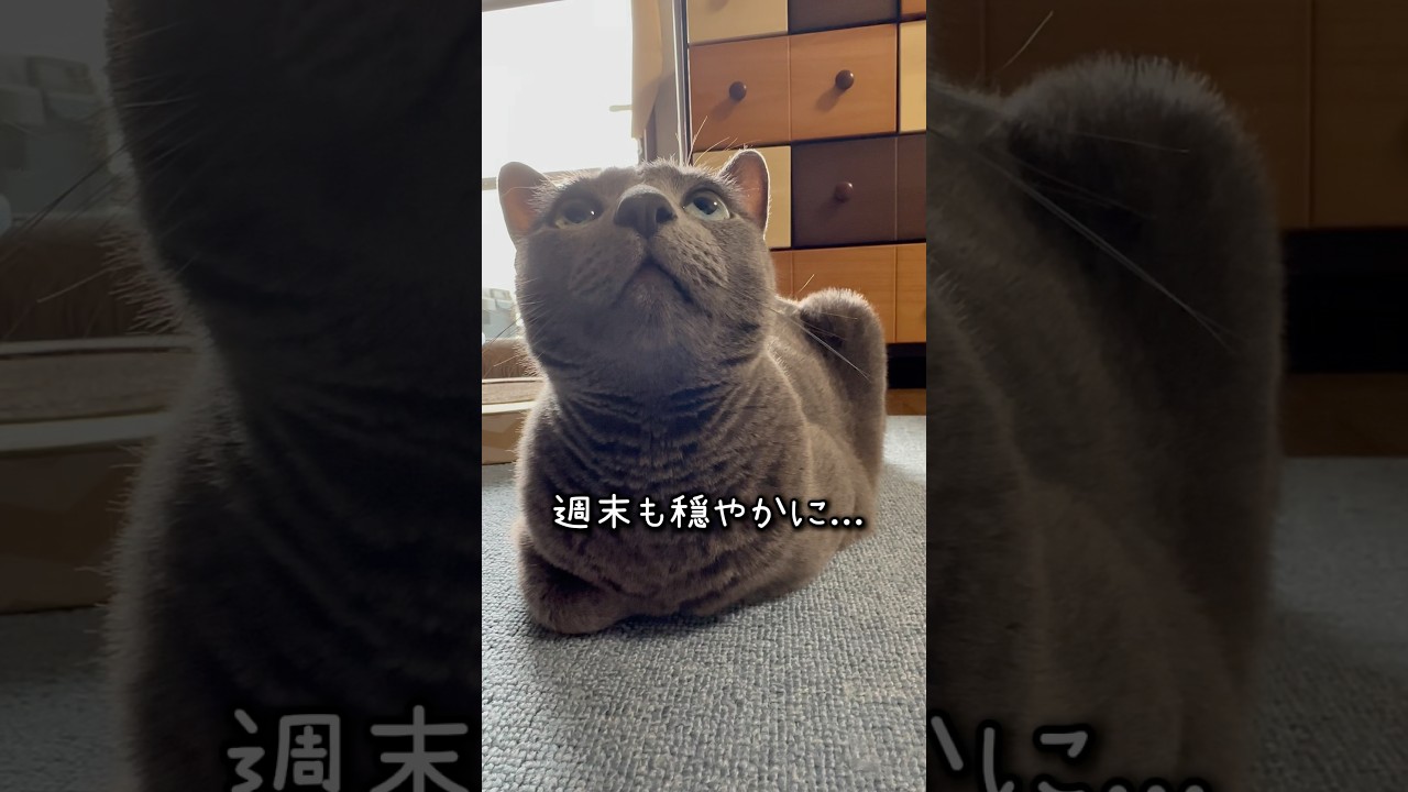 【ロシアンブルー】めろん🍈土曜日の朝もいつも通り🥹【猫】#shorts