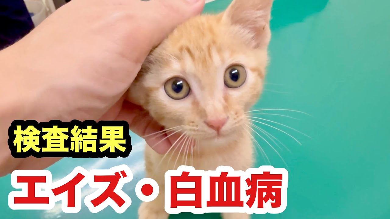 保護子猫のエイズ・白血病検査の結果