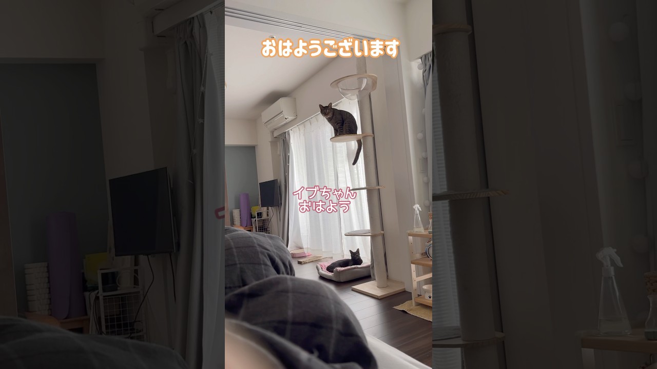 おはようございます☀ #catvideos #cat #shorts
