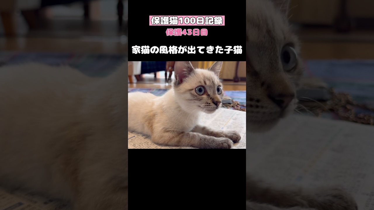 堂々とした風格の元野良猫【保護猫100日記録〜43日目】 #ネコ #子ネコ #ねこ