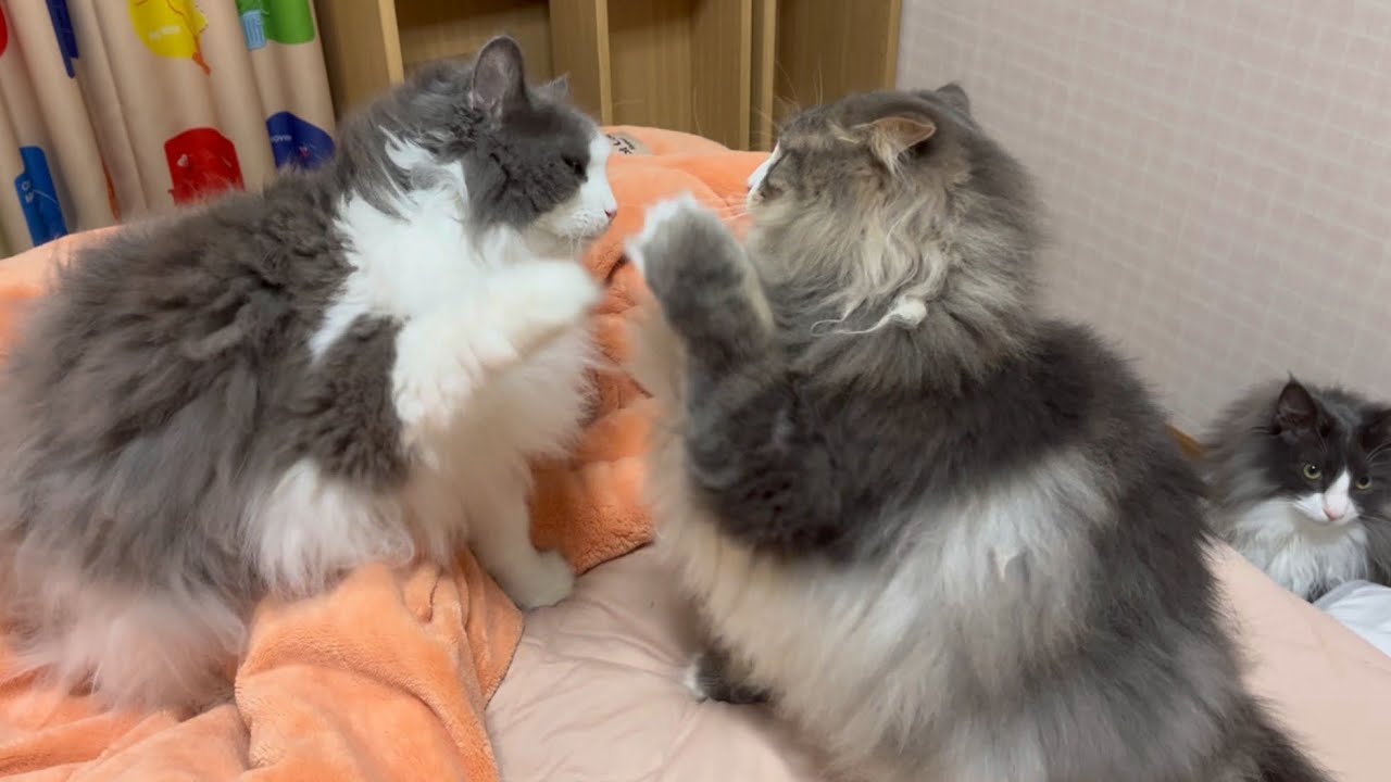 【バトル⁉︎】ふみふみリラックスモードから、バトルが始まる…！？ノルウェージャンフォレストとターキッシュアンゴラ♡