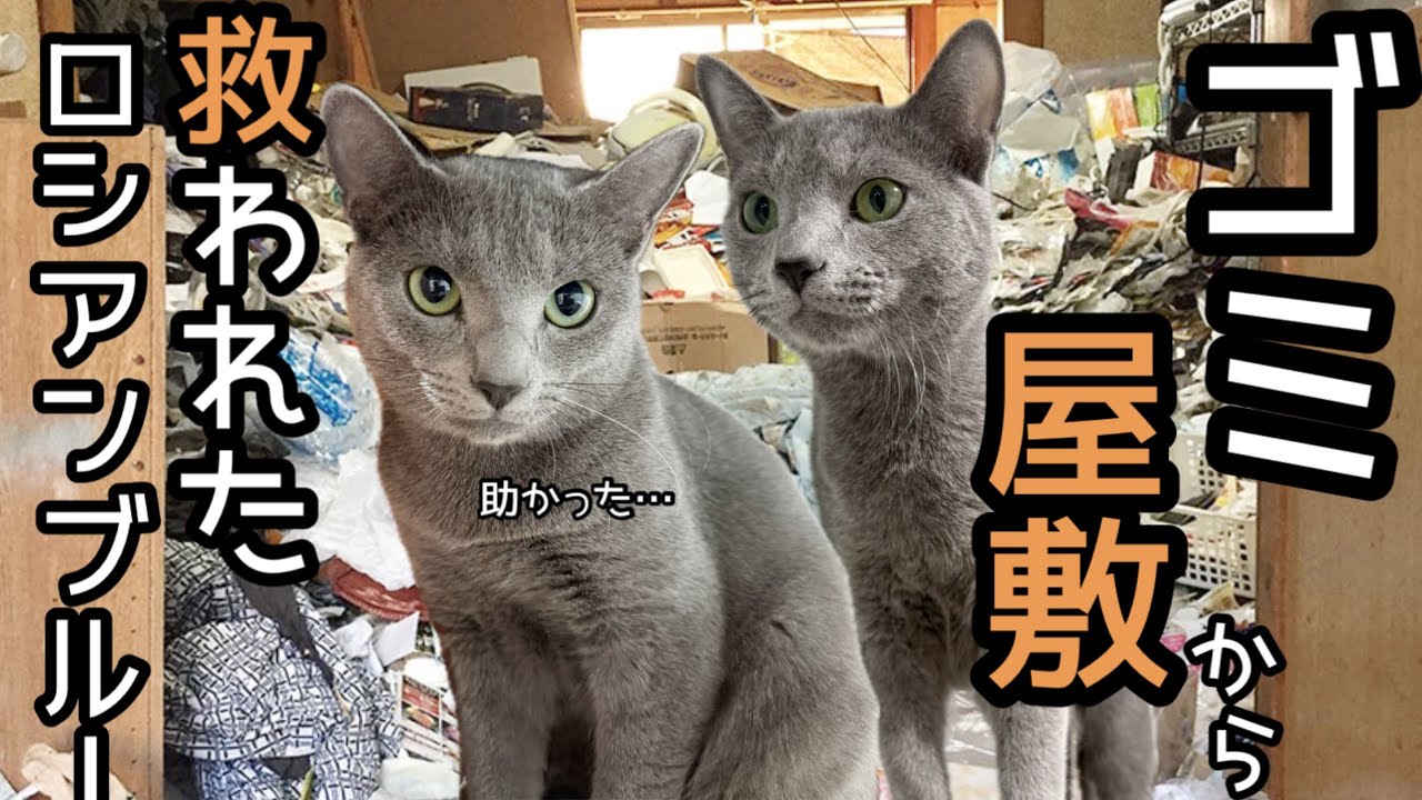 【多頭飼育崩壊】7匹のロシアンブルーがゴミ屋敷から救われました。