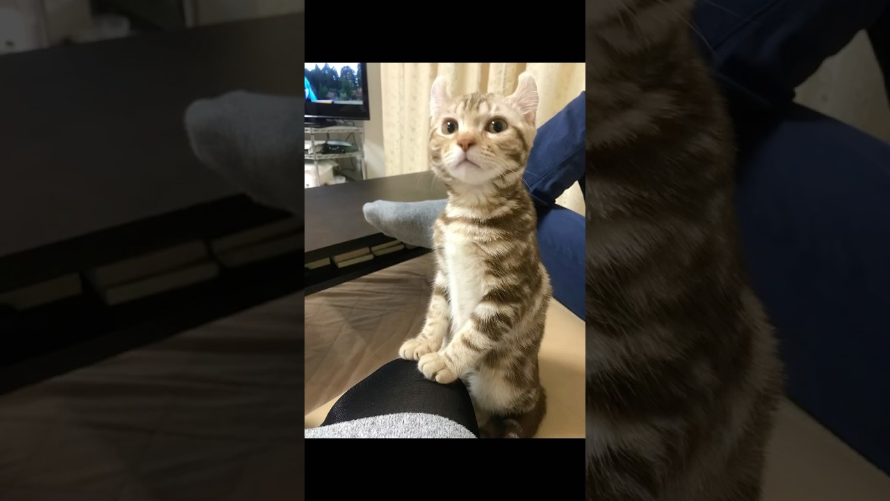 🎵ルイちゃんの歌猫ルイちゃん #cat #イメージソング #アメリカンカール #cute #American curl #ルイの歌素敵 #ねこ #歌詞動画