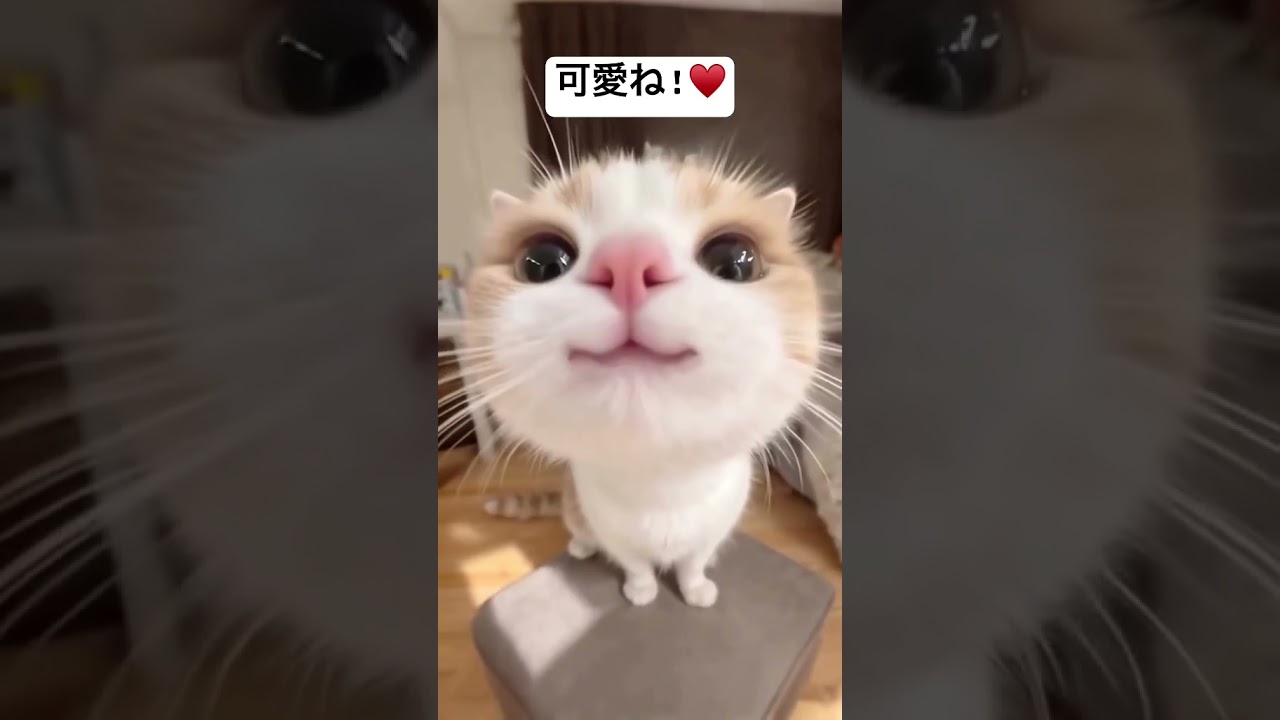 恋する子猫のひととき #japan #lifeinjapan #funny #日本 #猫 ＃ペット