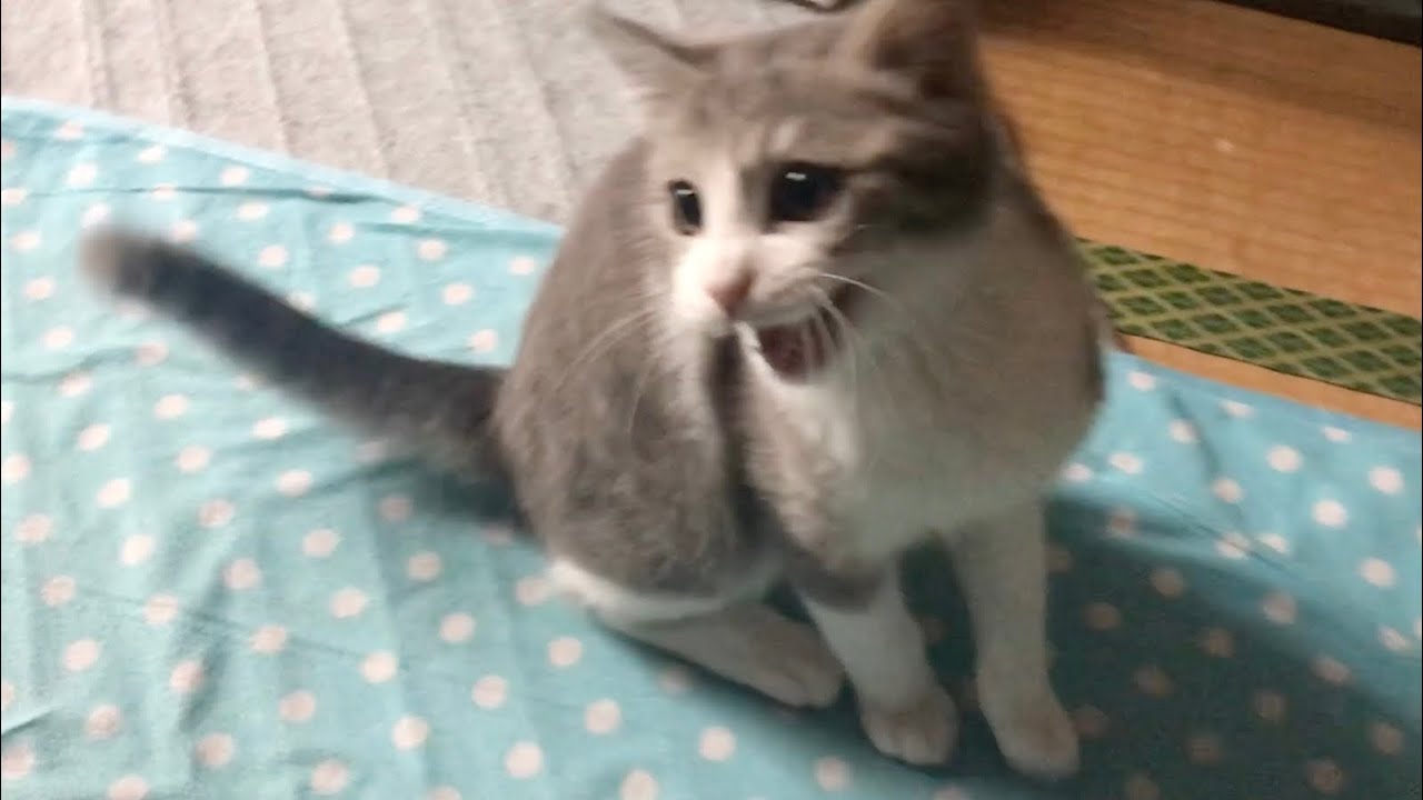 おやつを大きな声でおねだりするサバシロ子猫