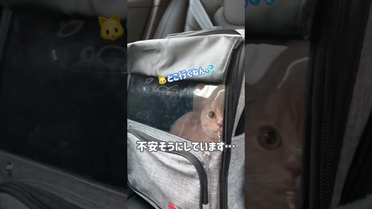 緊急事態!!だいふく病院へ!! #cat #マンチカン #病院#ねこのいる暮らし #ねこのいる生活 #猫