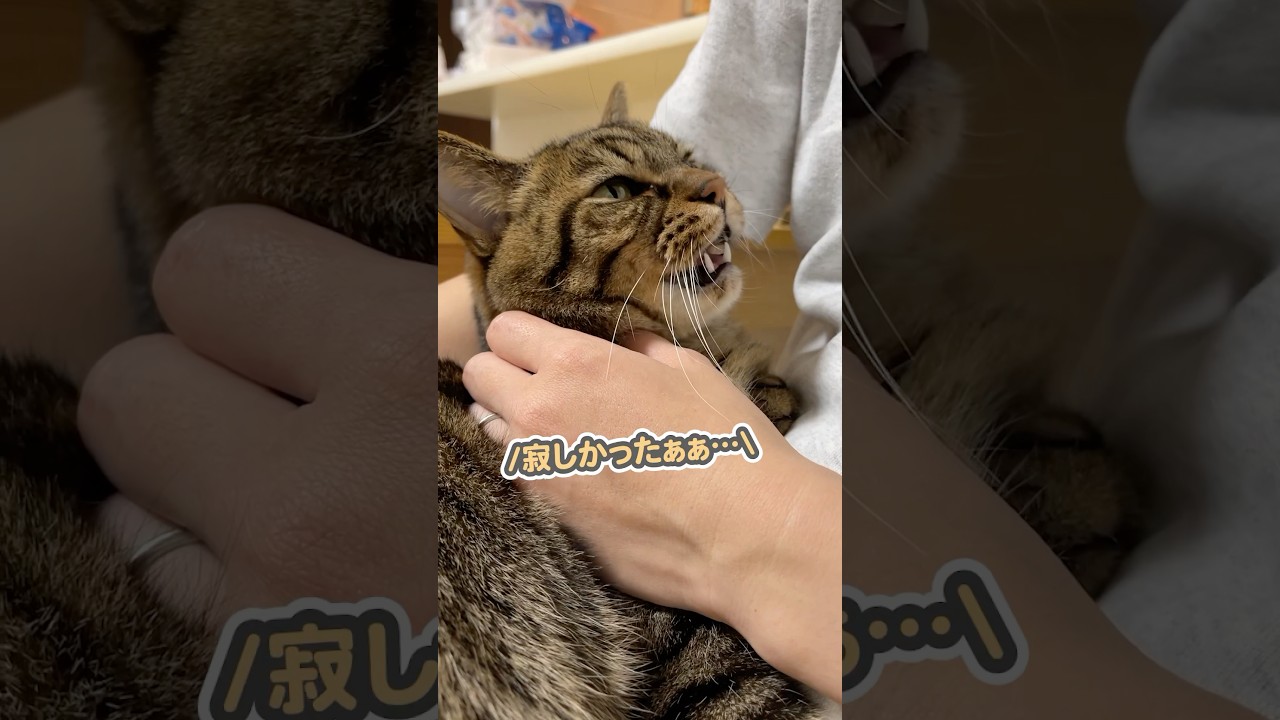 「寂しかったぁ…」と、お仕事から帰ったママに甘える猫