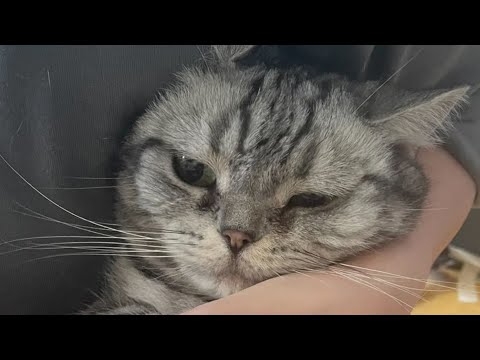 開・にゃんずタイム🐱！  #アメショ #元野良猫 #生配信  ⚠️猫いなくなることあり