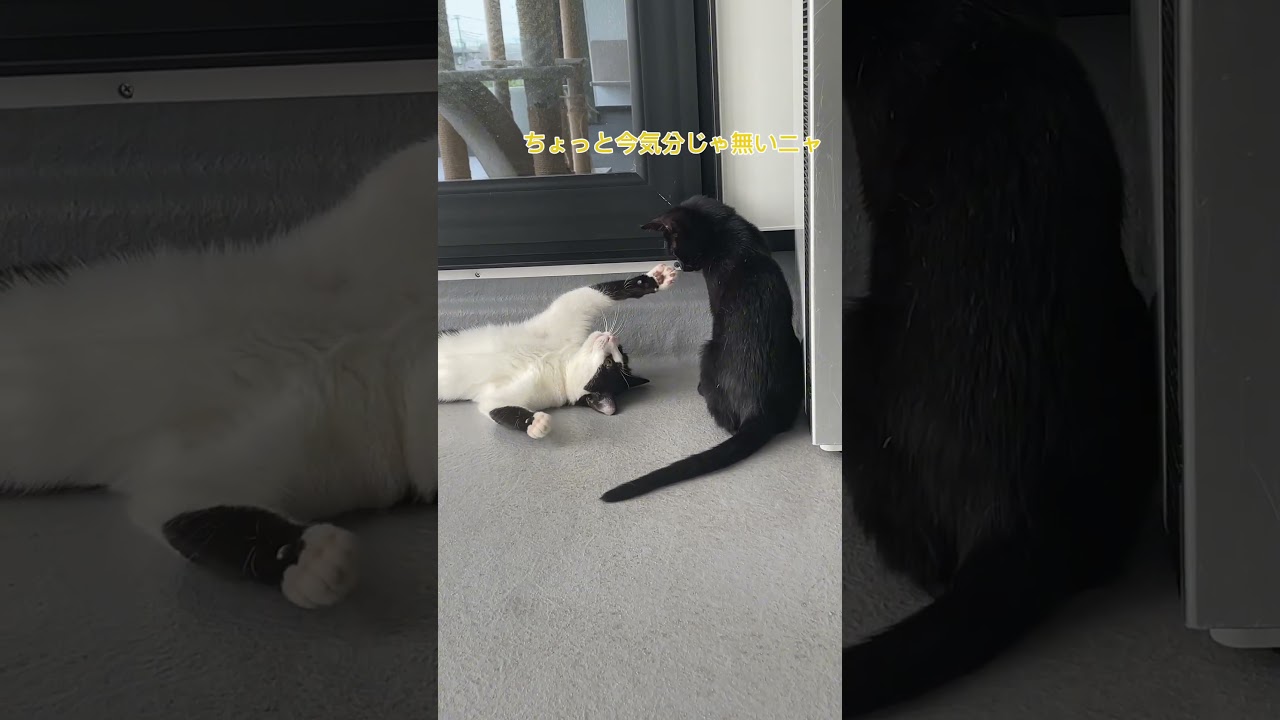 ほのぼのニャンズ#さかがみ家 #保護猫 #保護犬 #cat #dog #坂上忍