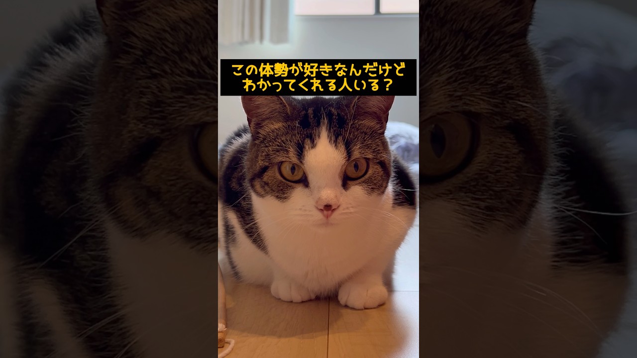 若干浮いたスフィンクス　#cat #元気になる動画 #元気お届け #ねこ動画 #ねこ #猫好きさんと繋がりたい #猫 #猫のいる暮らし #猫のいる生活
