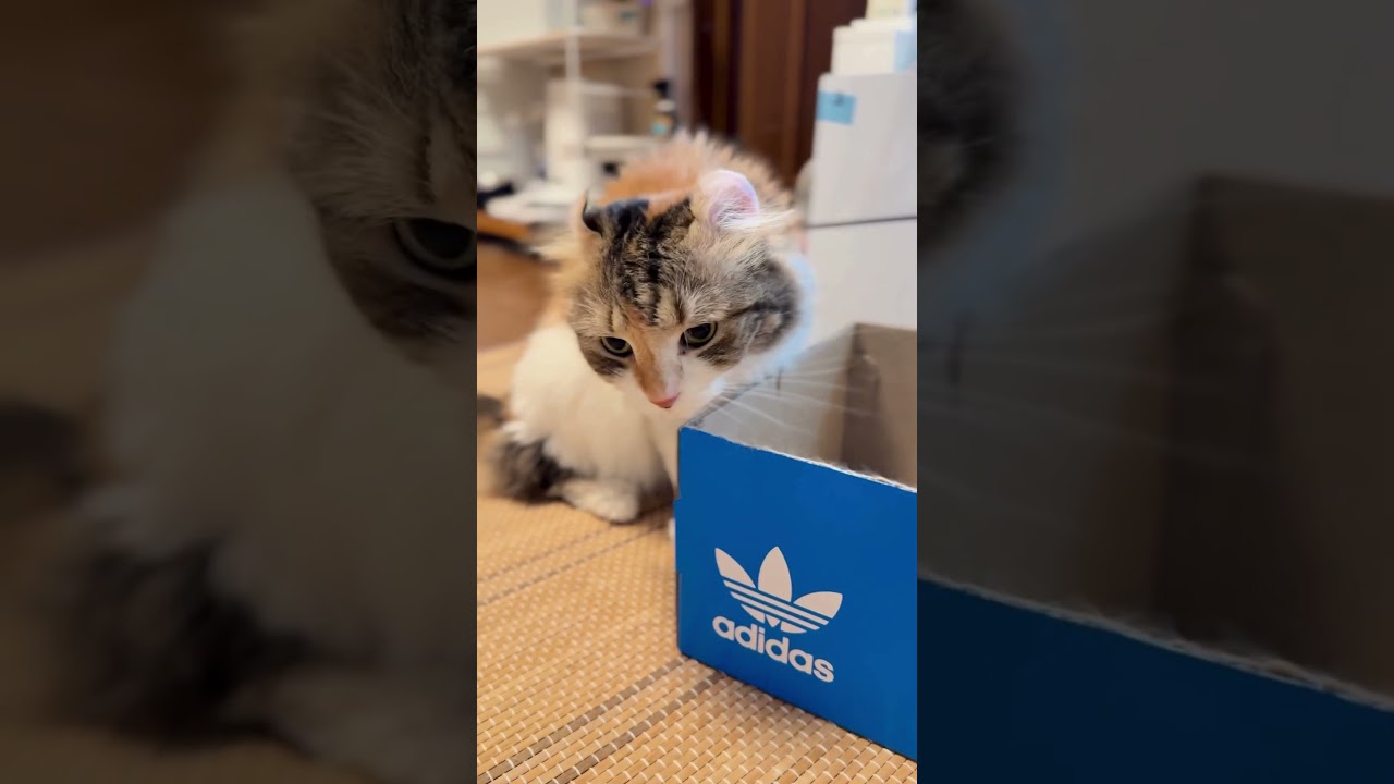 場所取られた　#short #cat #猫のいる生活 #アメリカンカール #ノルウェージャン