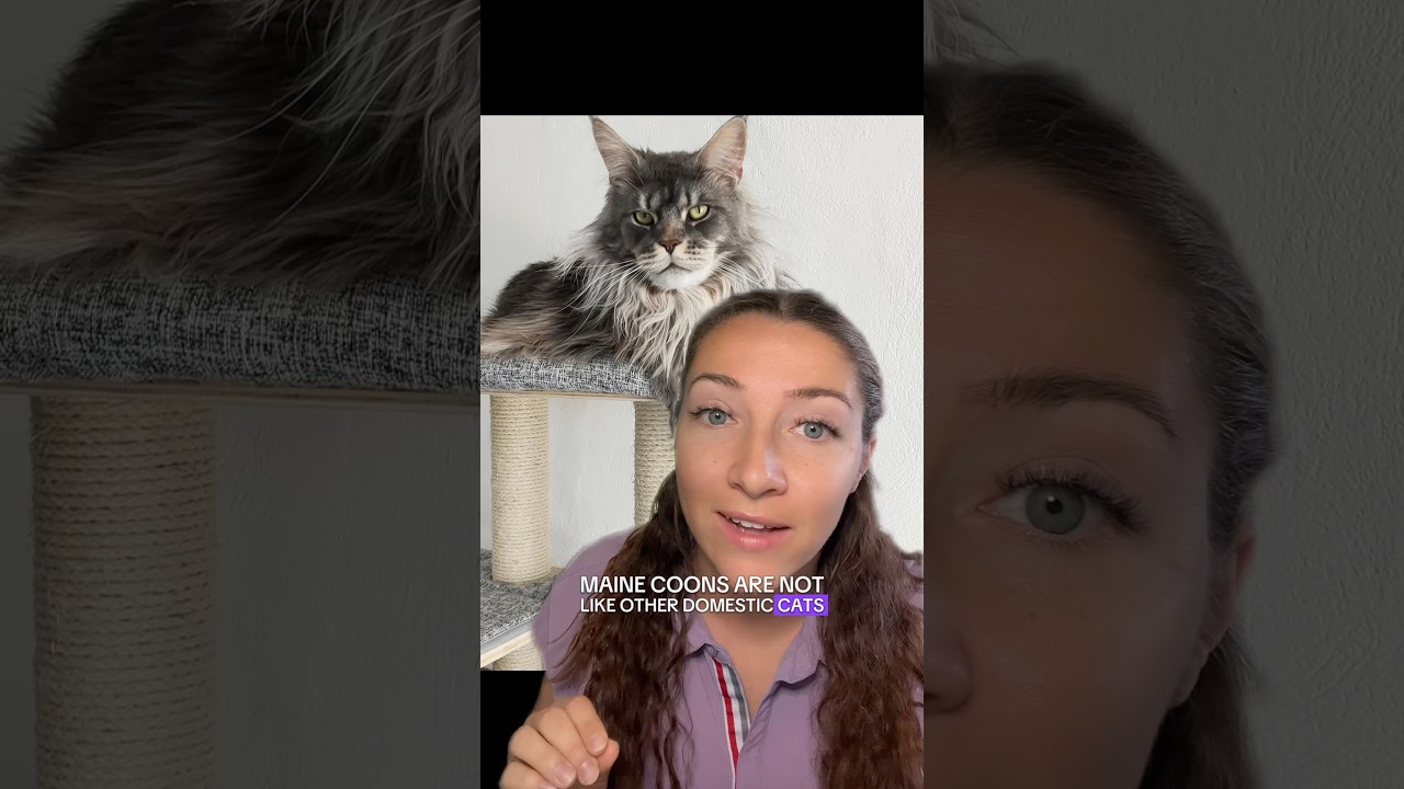 Are Maine Coon’s neutered too early?