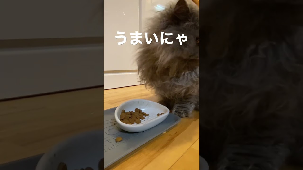 猫　セルカークレックス　cat