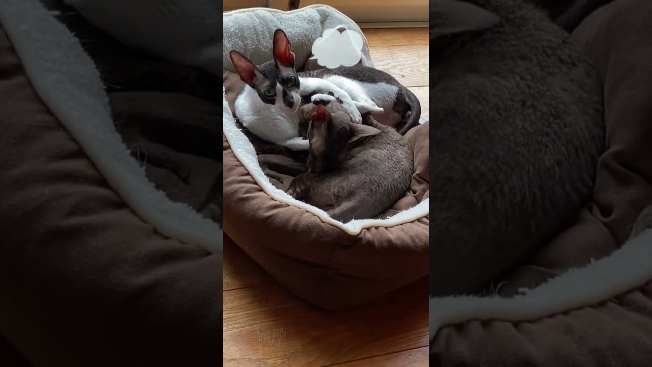 ユニークな猫コーニッシュレックス。まったり