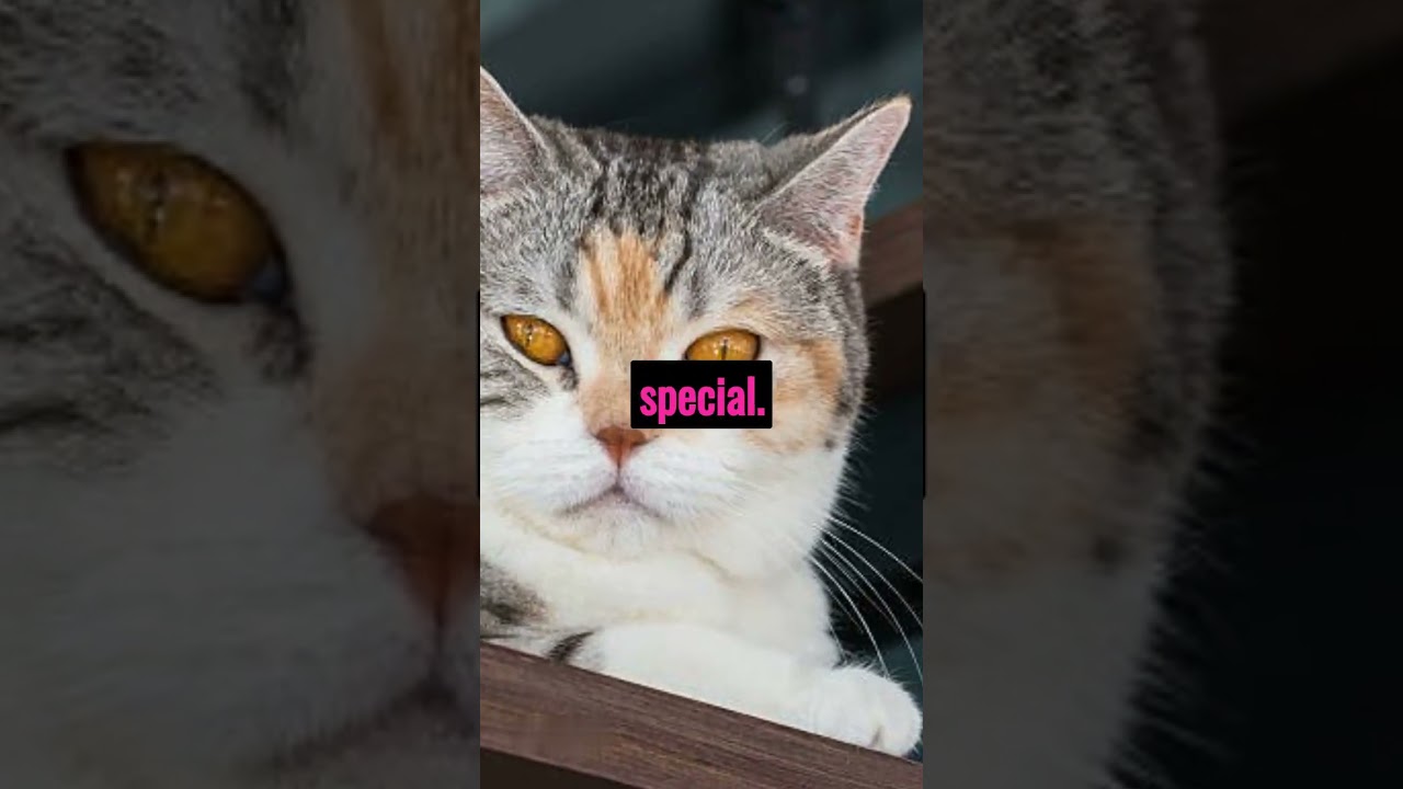 American Wirehair facts #americanwirehair #animals #facts #cat #america #dog #pets