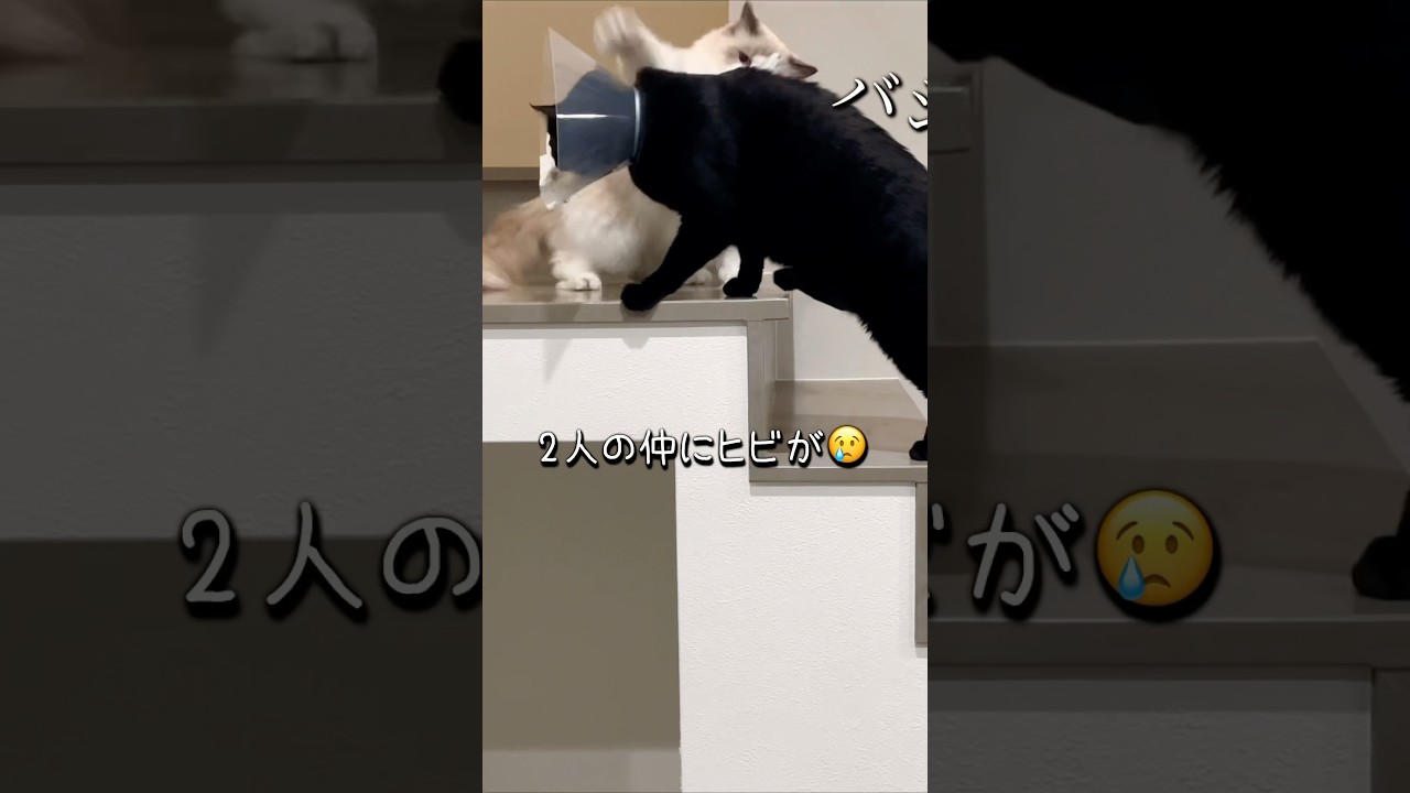 でもすぐに...仲直り　#猫 #黒猫 #ラグドール #cat #にゃんにゃんにゃん3兄弟