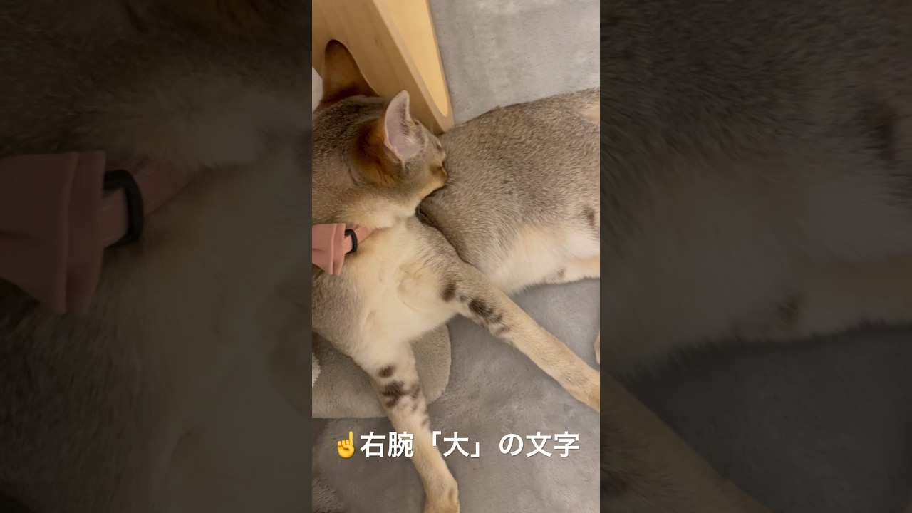 【シンガプーラ】右腕の柄　#shorts #猫 #シンガプーラ