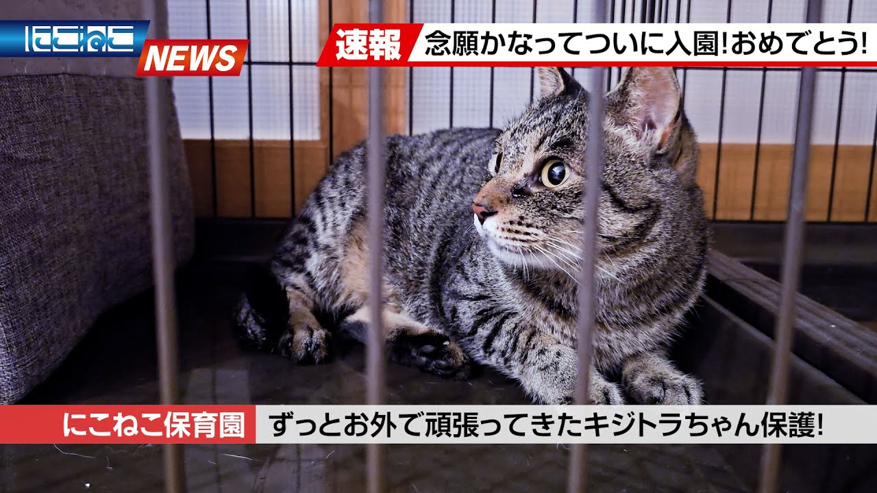 【にこねこ速報】待たせてごめんね...！過酷なお外でよく頑張ったね！