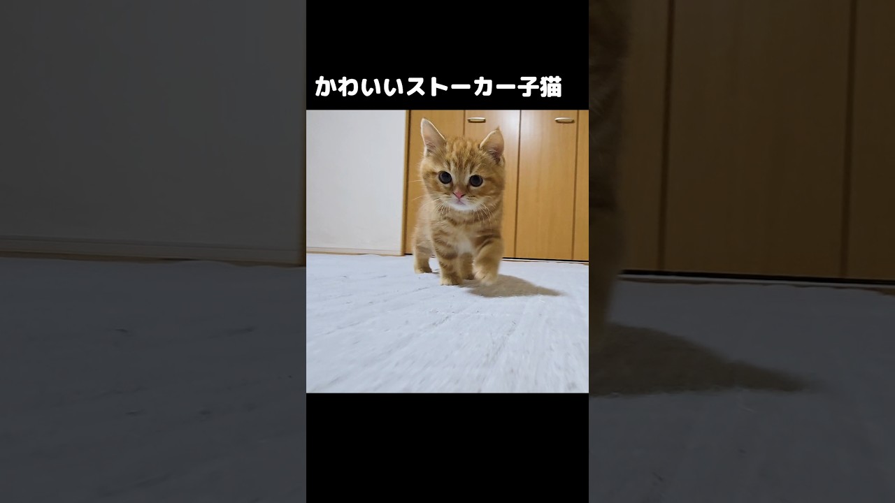 ストーカー子猫がかわいい...笑#shorts