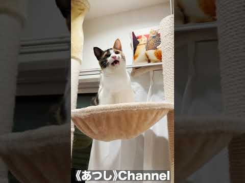 名前を呼ぶと返事してくれる子猫　#shorts