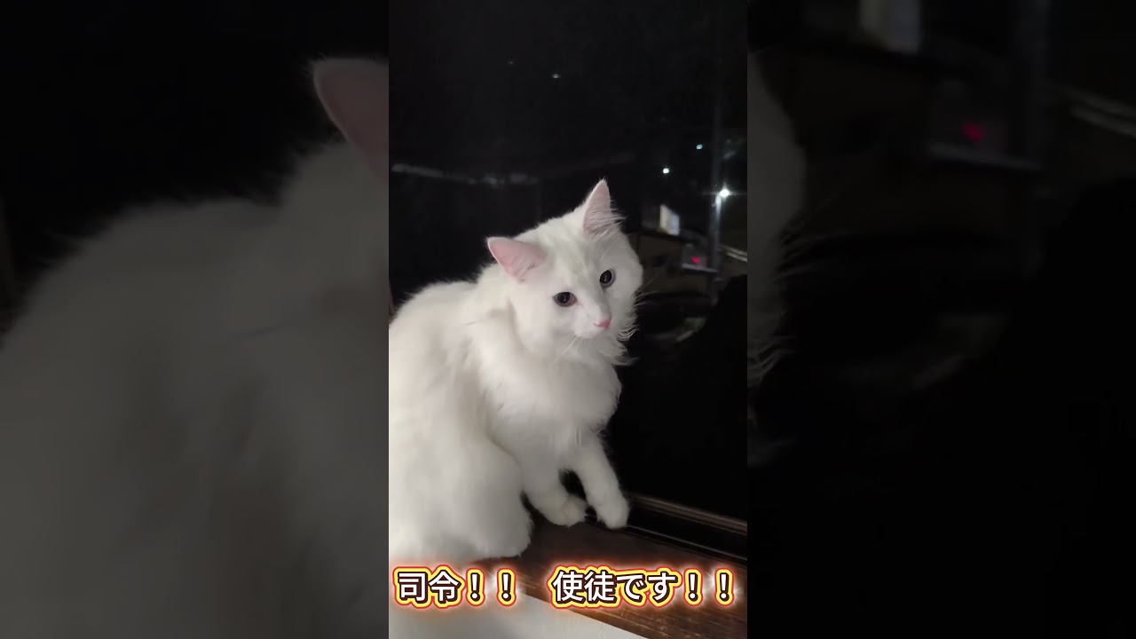 人類猫補完計画、ついに始動。　＃ノルウェージャンフォレストキャット