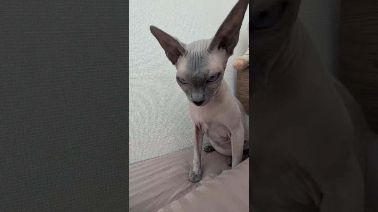 耳が大きな毛のない猫【スフィンクス】