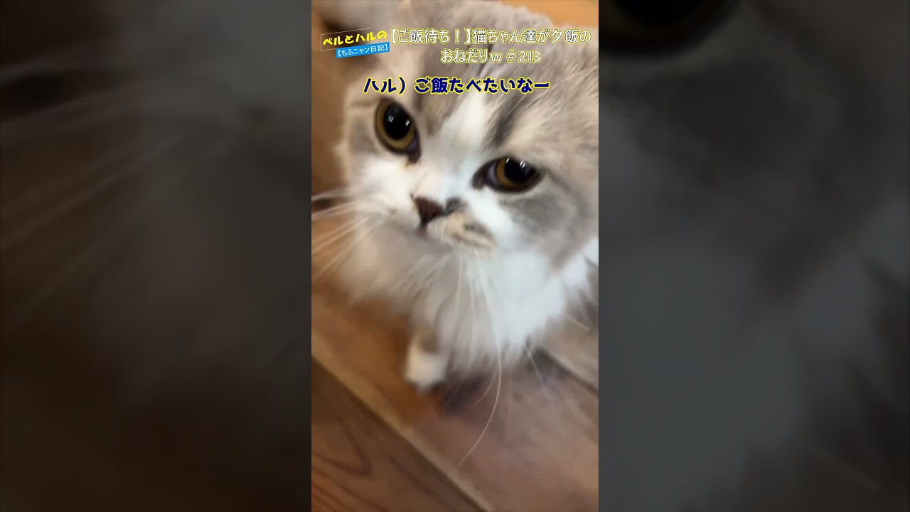 【ご飯待ち！】猫ちゃん達が夕飯のおねだり＃223＃ネコ #cat #スコティッシュ＃セルカークレックス＃ご飯