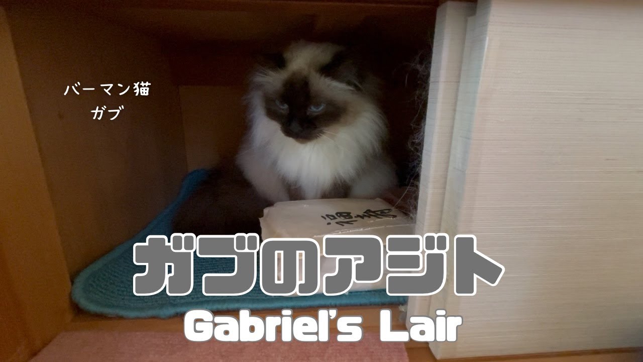 バーマン猫ガブとウリ【ガブのアジト】Gabriel's Lair（バーマン猫）Birman/Cat