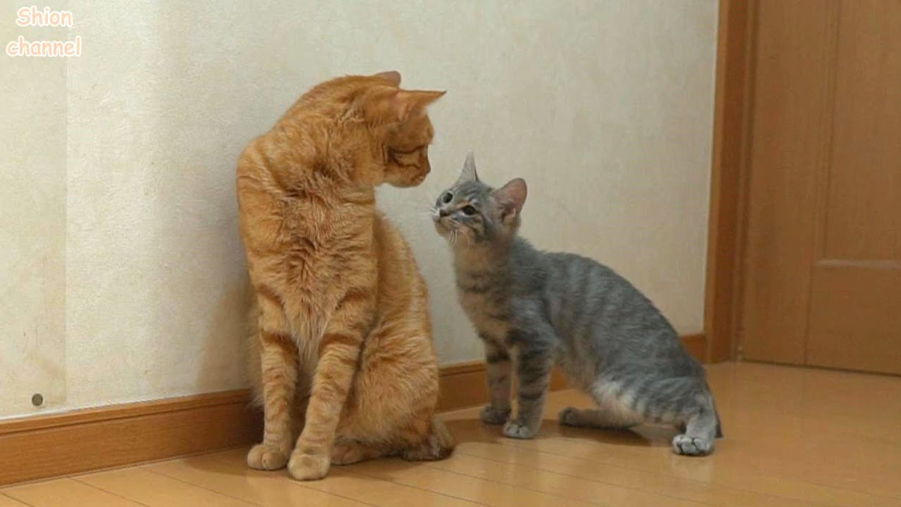 もうすぐお別れする先住猫に挨拶をする子猫たち