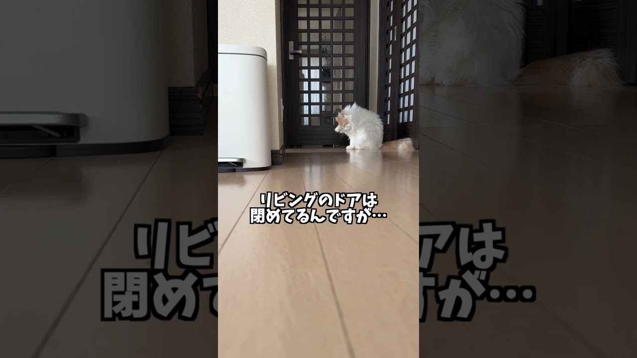 ウチの猫の特技 #shorts