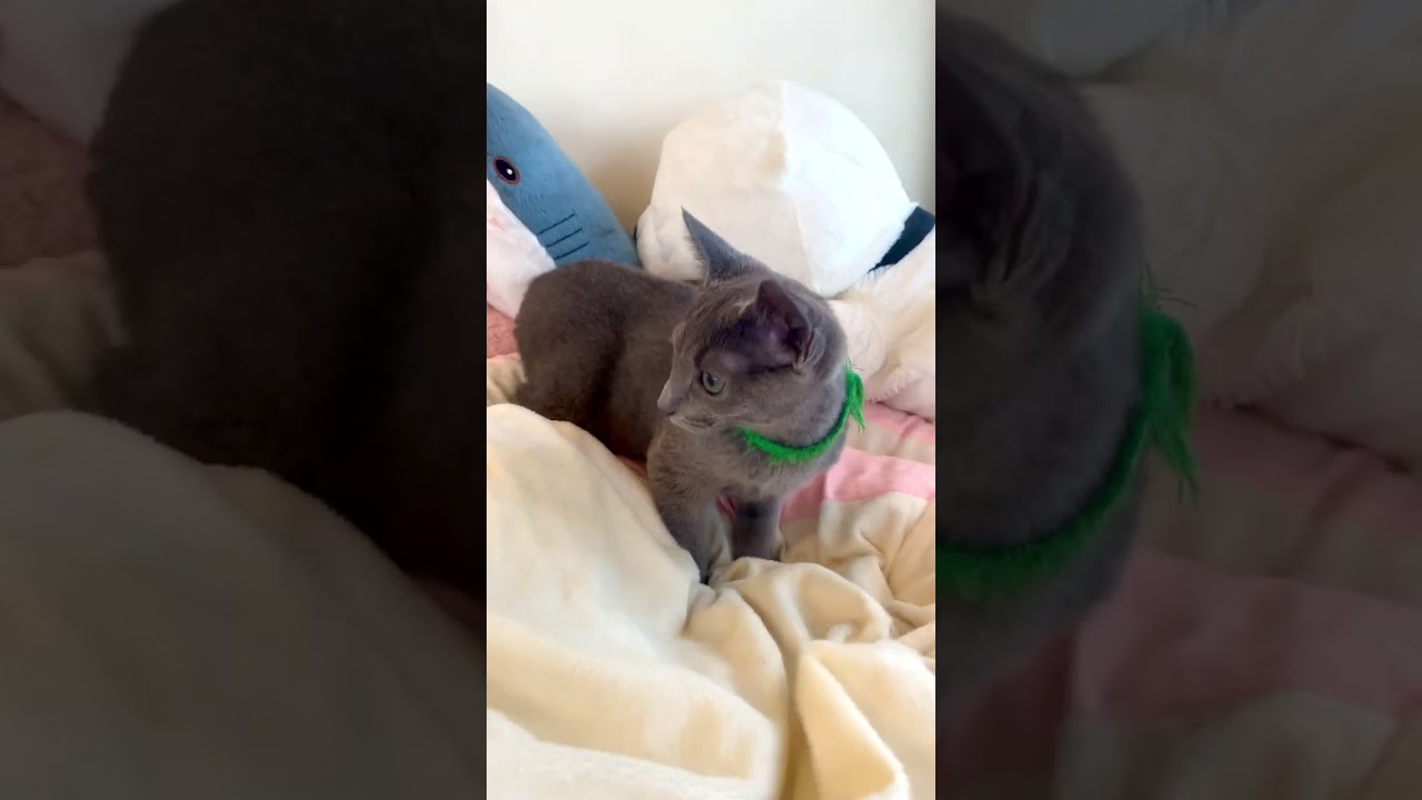 ロシアンブルー 💚ご飯を沢山飲んでスクスク成長中🐾😸💘🍀　毛色：ブルー