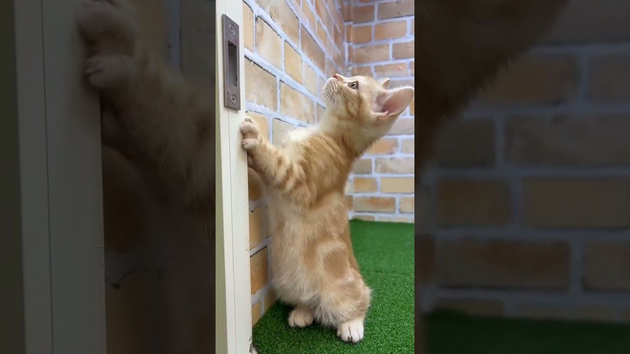 ♡新しいねこちゃん紹介♡ #アメリカンショートヘアー  #cat