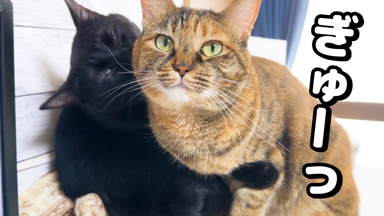 姉猫たちが甘えん坊になっていても黒猫くんは変わらず忙しい日々を過ごしています！