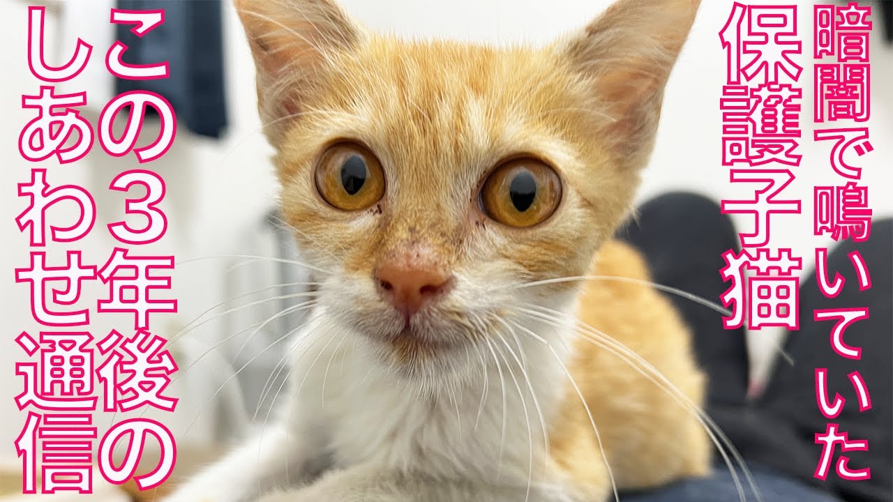 暗闇で助けを求めていた保護子猫、驚きの約3年後　The rescued kitty 3 years after