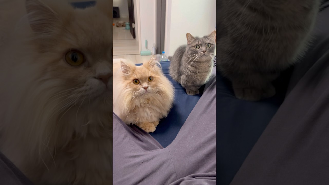 うちの猫たちのコメント対応が神すぎた...#shorts #猫 #猫好きさんと繋がりたい