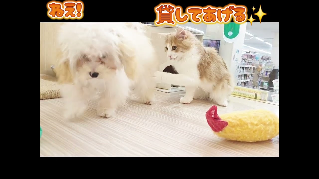 【ノルウェージャンフォレストキャット&ぷーまる】ふたりはなかよし！