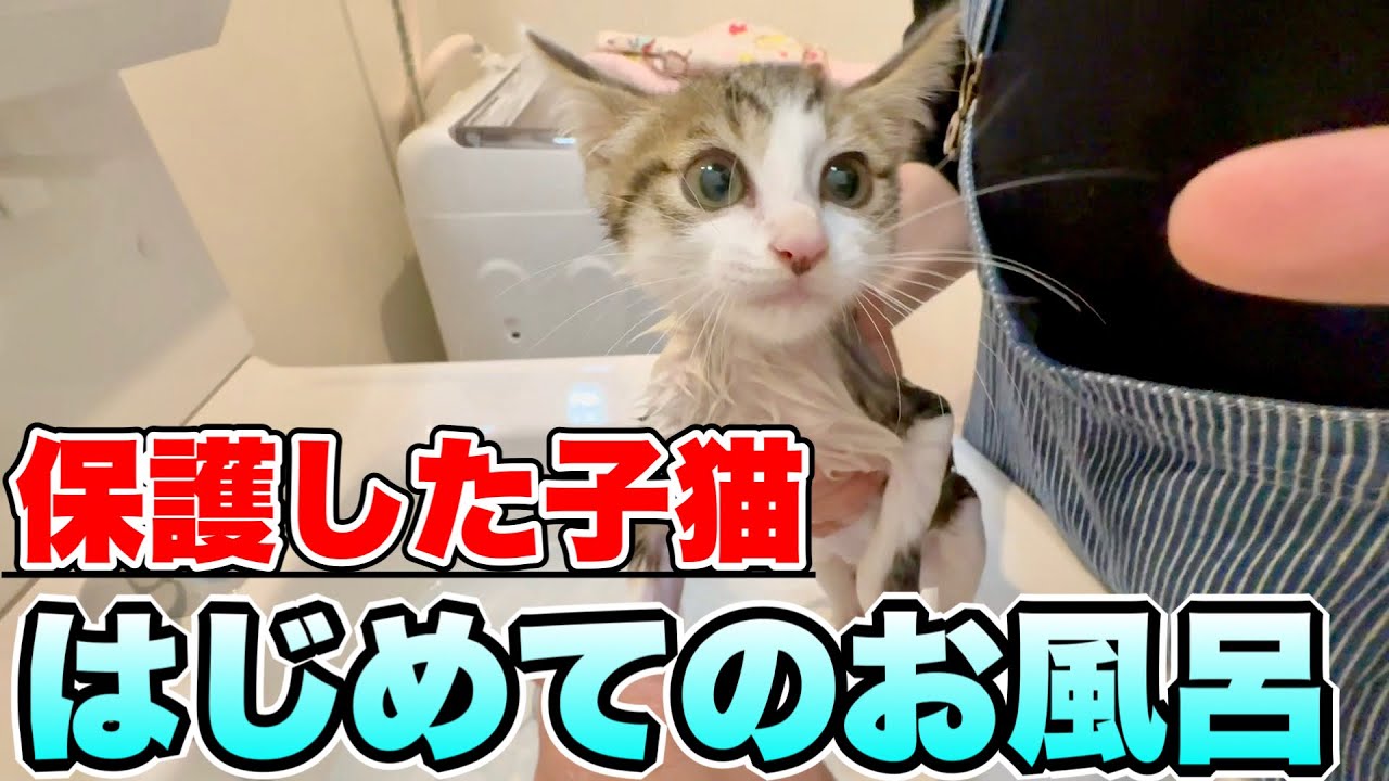 【初お風呂と爪切り】鳴きまくる子猫つむぎがパニックで大絶叫！