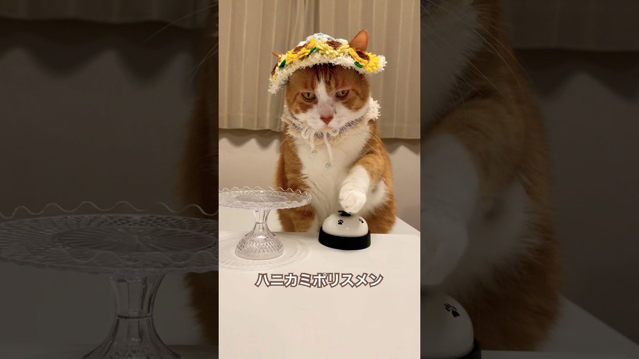 帽子を被った猫がおしゃれ番長 / ORANGE RANGE feat.ソイソース #shorts #猫のいる暮らし