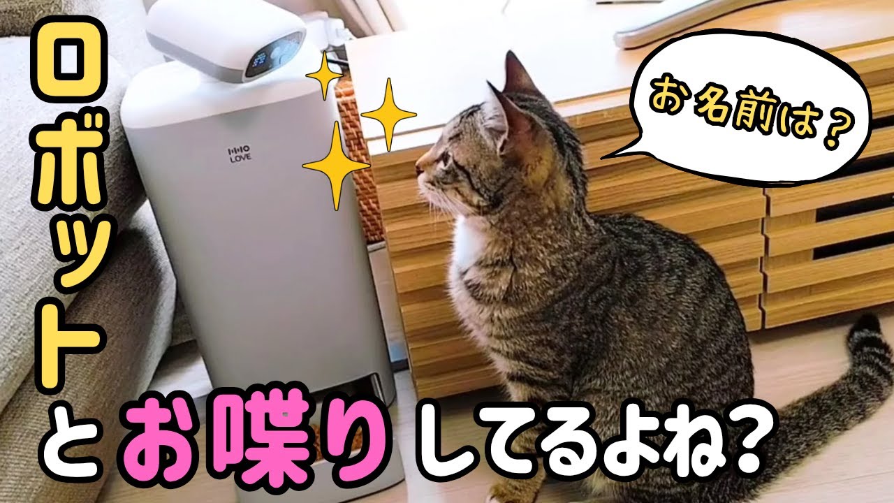 お喋りしてる❓️甘えんぼう猫のオフ姿をロボットが見守ります🥰　《HHOLOVE O Sitter猫用スマート見守りロボット》