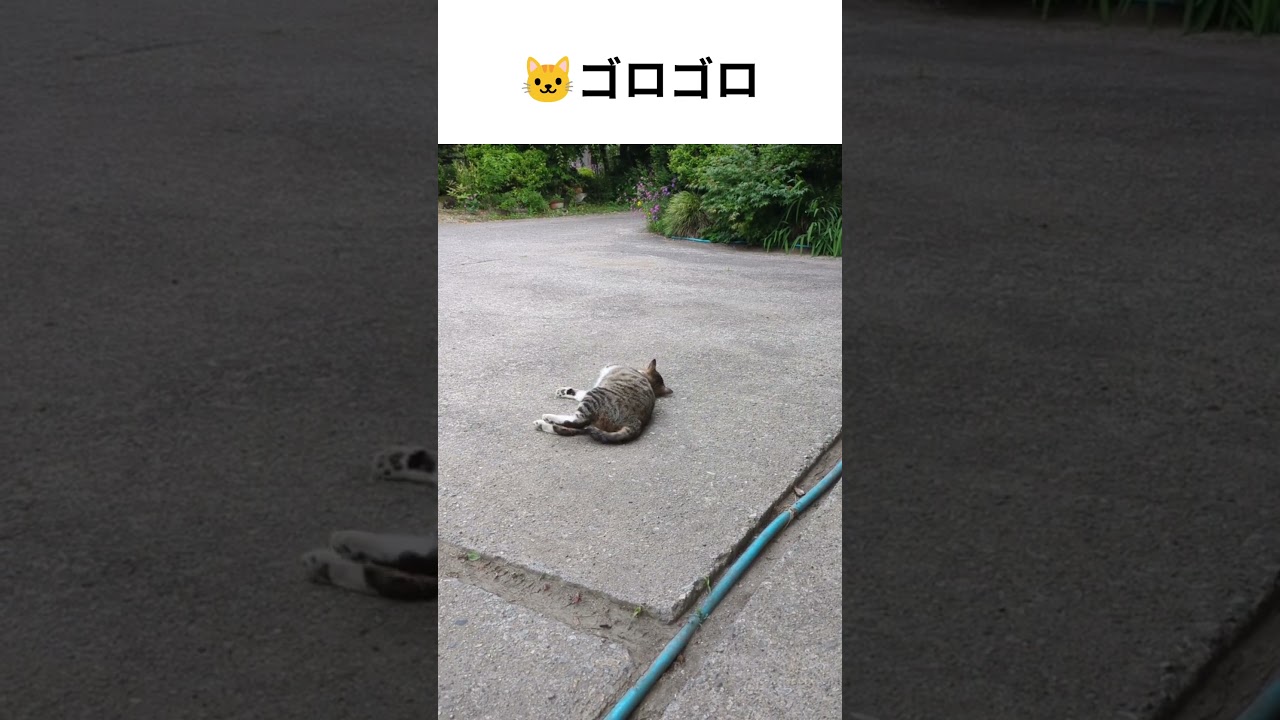 猫と飼い主　ほのぼの！猫のルーティン　#猫 #cat　#shorts