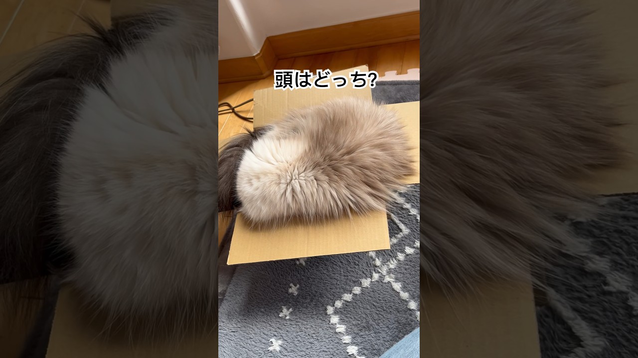 謎の毛玉を観察してみる　#ヒマラヤン #猫 #かわいい