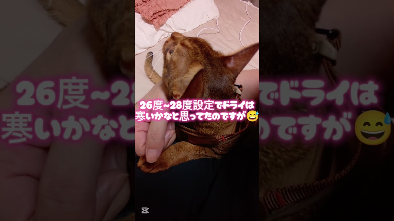 ❇️ご報告🐈🎶⸒⸒memories of 2025【abyssinian cat boy】