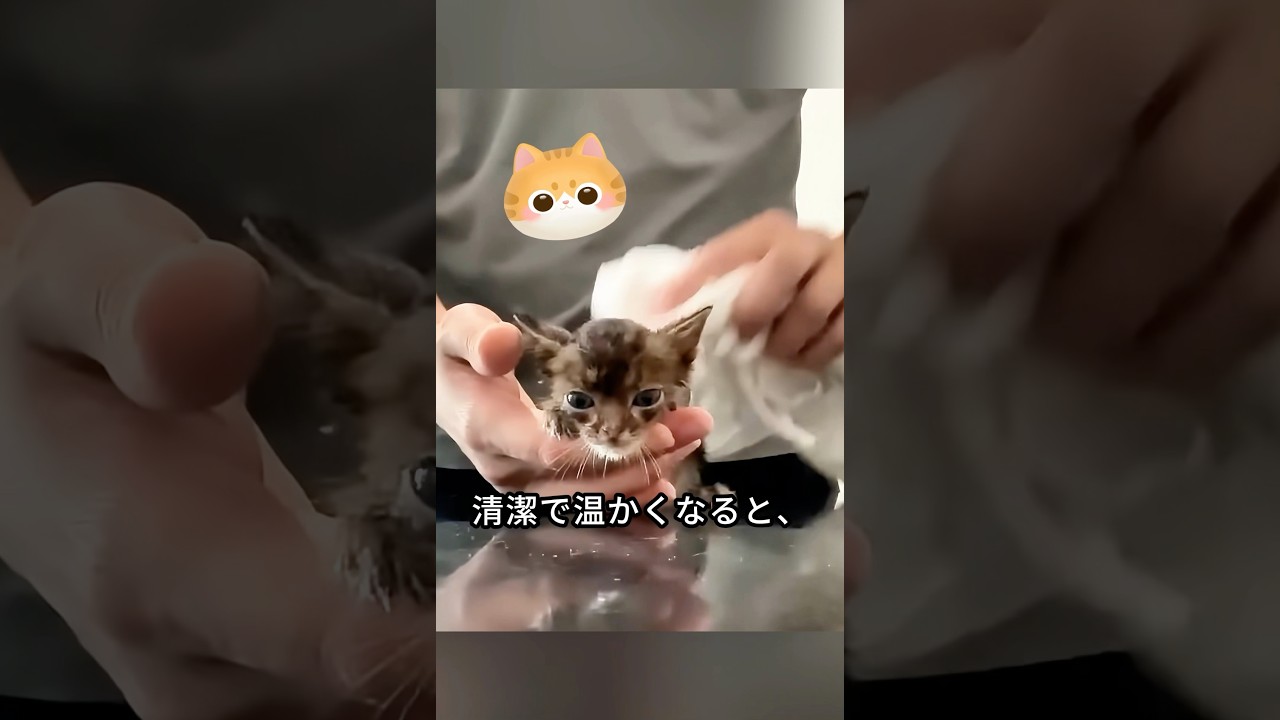 道路でずぶ濡れの子猫を救った優しい男性、そして...