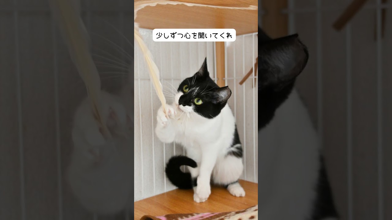 ゆりか卒業報告 #cwc #保護猫