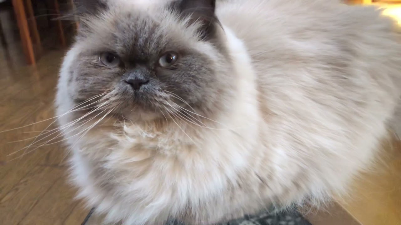 『ヒマラヤン』ってどんな猫⁇タヌキに似てる超可愛い猫様です💕