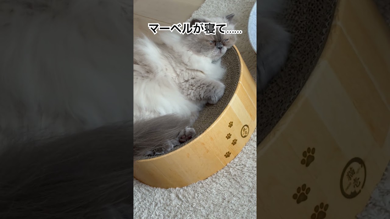 ヒマラヤンのマーベルが寝るところ🐈🐾 #cat #猫好きさんと繋がりたい #元気になる動画 #猫のいる暮らし #かしわねこ #shorts