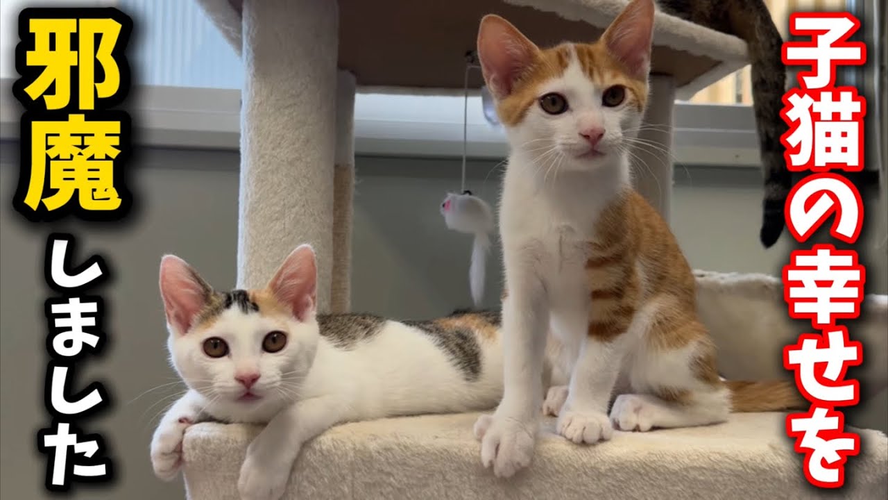 幸せを掴みかけた子猫を邪魔してしまったかもしれません