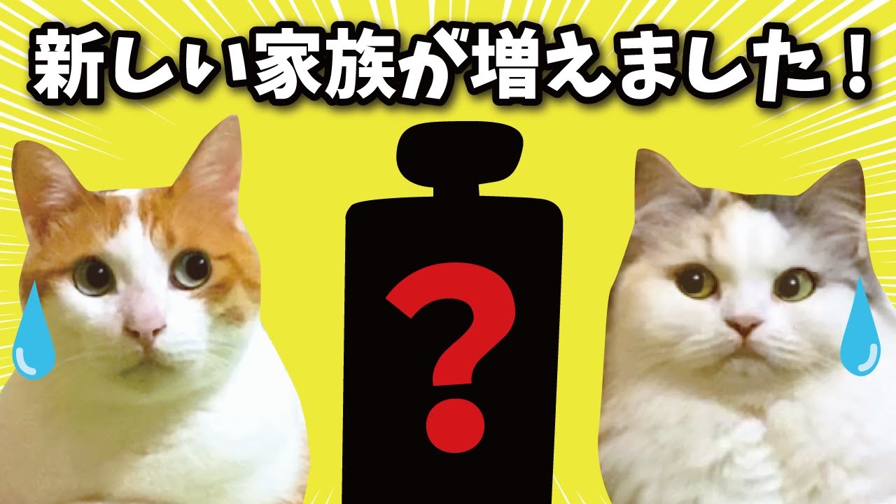 新しい家族が増えました！！【関西弁でしゃべる猫】【猫アテレコ】