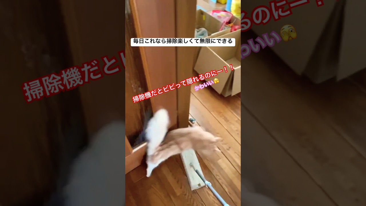 猫と一緒に家掃除…最高です！ #マンチカン #猫 #ねこ